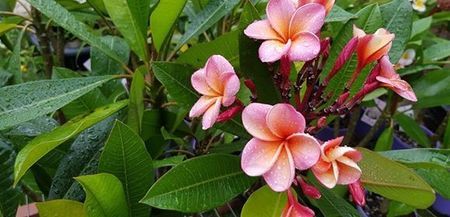 plumeria valentine; inaltime aprox 70 cm
