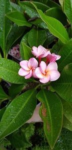 plumeria rhapsody; inaltime aprox 40 cm
