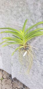 ascda tubtim velvet x jiraprapa