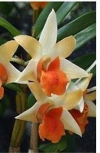 den dawn maree x frosty dawn floare
