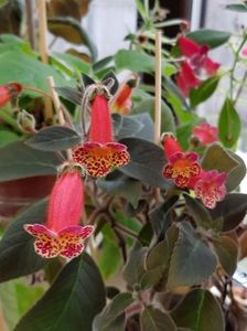 thumbnail (11) Multifolia