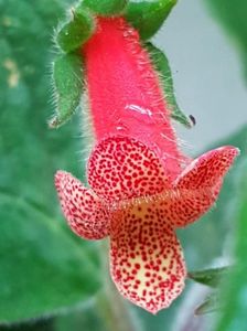thumbnail berry Valley
