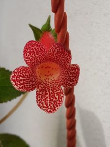thumbnail (6) Cybelle