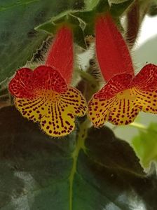 thumbnail (12) Bogotensis