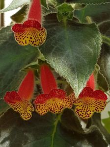 thumbnail (13) Bogotensis