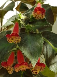 thumbnail (14) Bogotensis