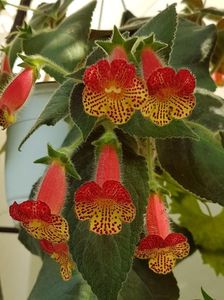 thumbnail (15) Bogotensis