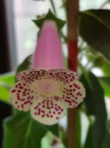 thumbnail (22) Venus