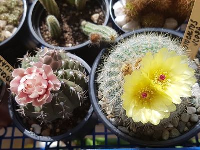 Un duo si viitor trio gymno quehlianum+notocactus scopa