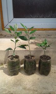 Cara cara, sanguinelli, fragola; De la stînga la dreapta.fragola este butaș , cara cara și sanguinelli sunt altoiți pe poncirus trifoliata, vanilie nu am poate la anul.
