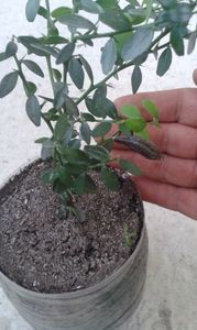 Citrus australasica cu pulpa roz și coaja asemeni unei vinete standard; Acesta este un butaș înrădăcinat pentru cei care se întreabă dacă butași fructifică.
