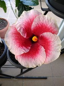 ; Tahitian Cherry Blossom
