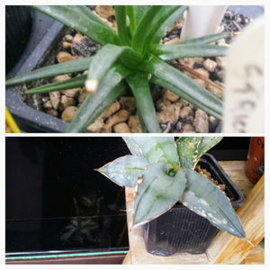 Albopilosa și Titanota White Ice 250 ron