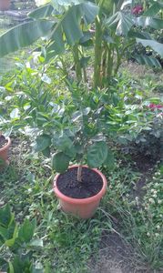 Citrus sinensis sanguinello SSA nucelare 66-SSA-1; Portocal sanguinello nucelare
