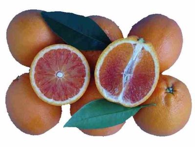 Citrus sinensis tarocco-meli; Portocal tarocco meli fructe mature
