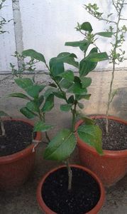 Citrus limon dulce brazilian; Lămîi dulce brazilian
