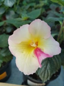 Strawber lemon