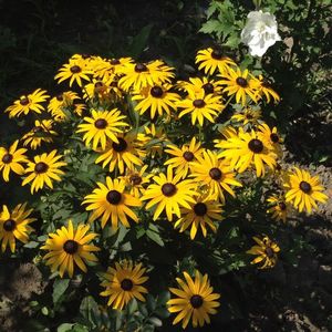 Rudbeckia