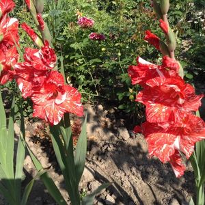 Gladiole zizanie