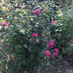 Hibiscus duc de barbant