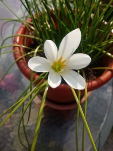 Zephyranthes Candida