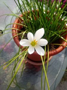 Zephyranthes Candida