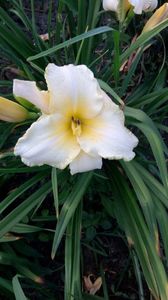 H edelweiss