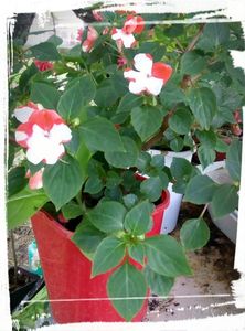 Impatiens bicolor