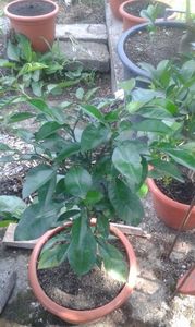 Citrus aurantium melangolo; Portocal amar are doar valoare ornamentală rezistă la -15"c și este folosit că și portaltoi pentru alte citrice.
