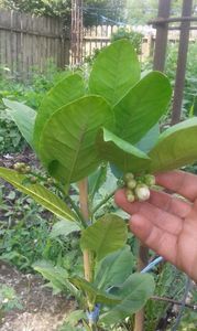 Lămîi mexican roșu cu aromă de vanilie; Greutate fructelor la mine 600g greutate maximă 3 kg.
