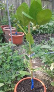 Lâmîi mexican roșu cu aromă de vanilie; Butaș 50-60 cm
