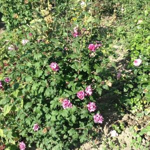 Hibiscus duc de barbant