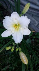 Pretty white