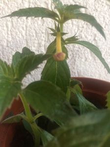 14.07.2018; De la Sylvia :)
