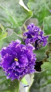 Purple Passion