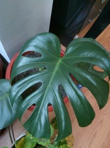 Philodendron cu frunza rupta.