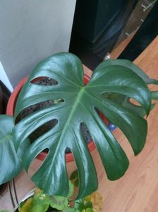 Philodendron cu frunza rupta