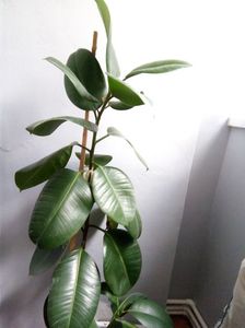 Ficus