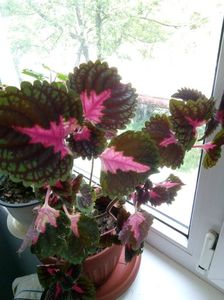 Coleus