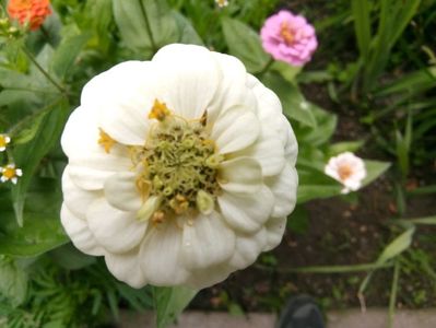 Elegant zinnia