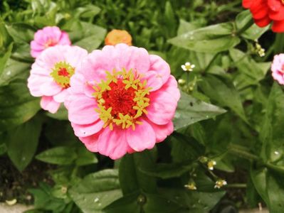 Elegant zinnia
