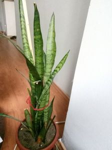 Limba soacrei
