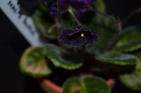 mac s basic black with pearls