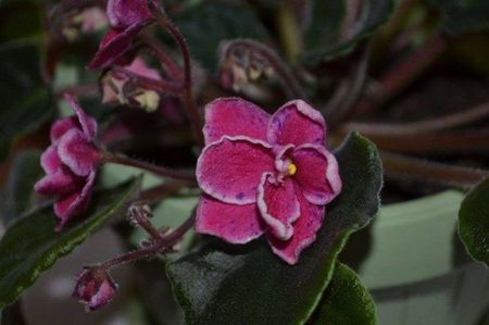 mac s carnival clown