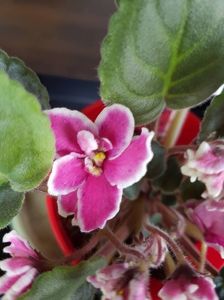 mac s carnival clown