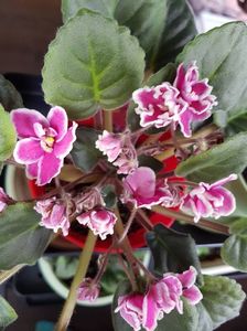 mac s carnival clown