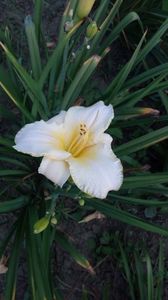 H edelweiss