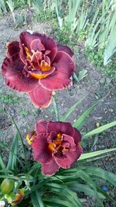 Night embers