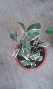 Citrus medica gigant pestriț; Fructele ajung la greutatea de 1kg
