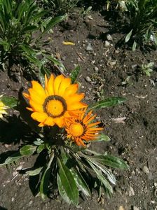 Gazania